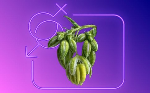 Мужское растение конопли