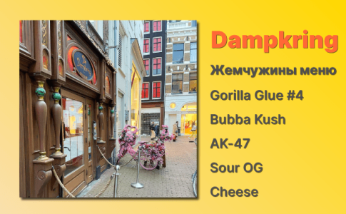 Кофешоп Амстердам Dampkring