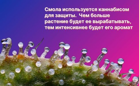 Интенсивность запаха конопли