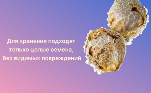 Где и как хранить семена каннабиса