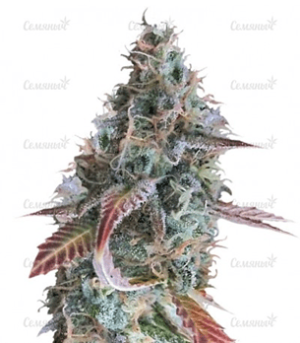 Сорт конопли Raspberry Cough Regular от сидбанка Nirvana Seeds