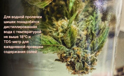 Водная пролечка шишек конопли