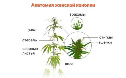 Строение соцветий конопли