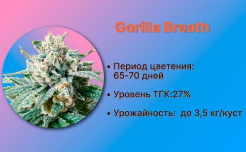 Сорт конопли Gorilla Breath от Humboldt Seeds