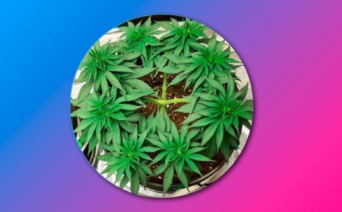 Преимущества техники Мейн-Лининг