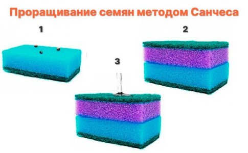 Проращивание семян конопли методом Санчеса