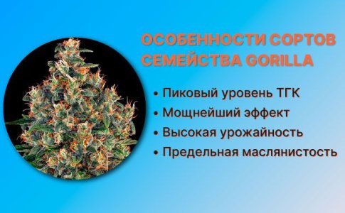 Семяныч Gorill Glue