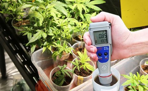 EC для конопли