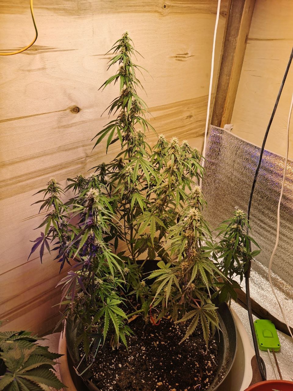 54 — копия.jpg