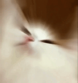 gifv_1512391319_12639518_gifv (1).gif