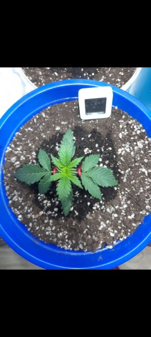 Джани кейдж авто  2 12 дней от каски.jpg