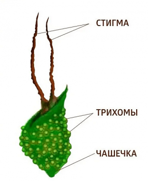 Без имени.png