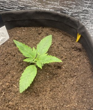 E778CB76-786A-44A7-978C-2608FADEC0B1.jpeg E778CB76-786A-44A7-978C-2608FADEC0B1.jpeg