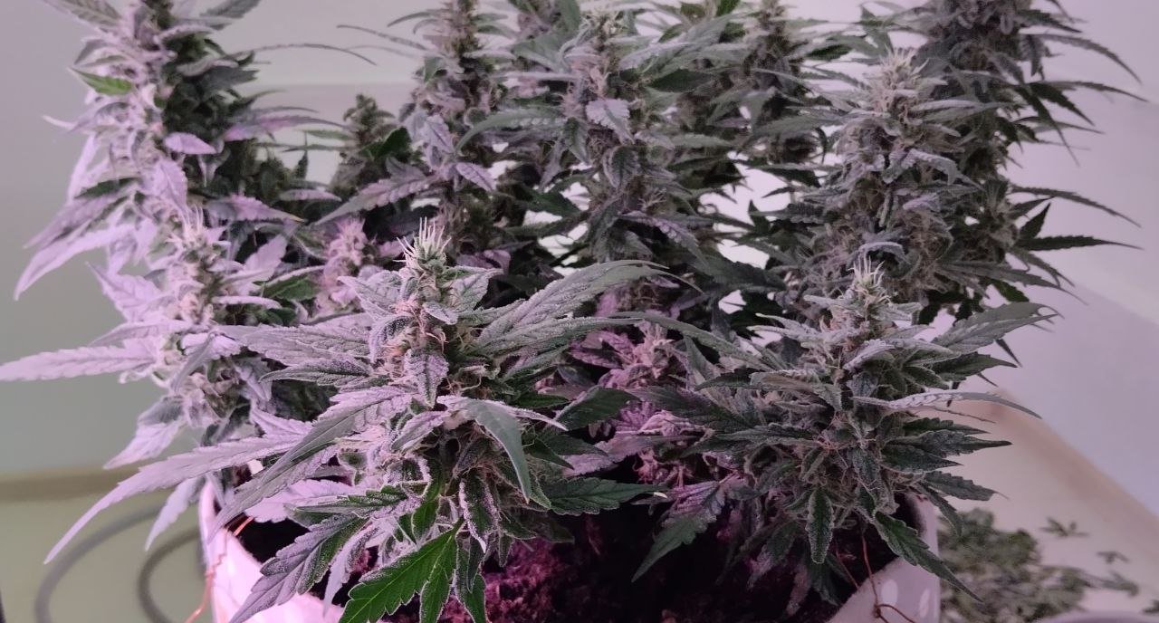 photo_2023-04-01_19-08-39 (3).jpg