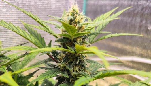 IMG_20230411_180936.jpg IMG_20230411_180936.jpg