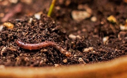 Применение органических удобрений для марихуаны