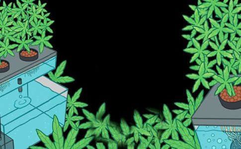 Оборудование для гидропоники  