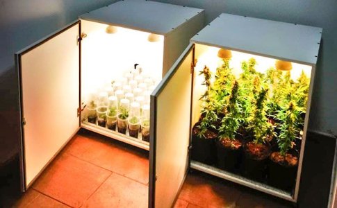 Стелс-боксы для конопли