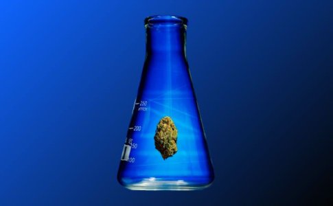 Сушка и пролечка шишек конопли