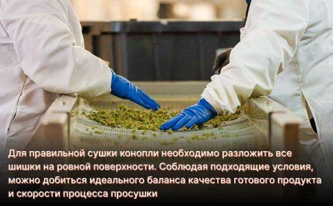 Процесс сушки конопли