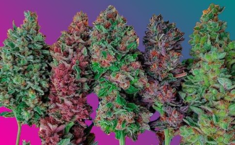 Другие цвета конопли