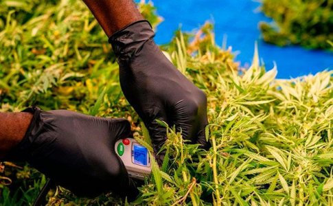 Температура для конопли