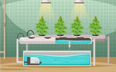 Гидропоника или почва для конопли