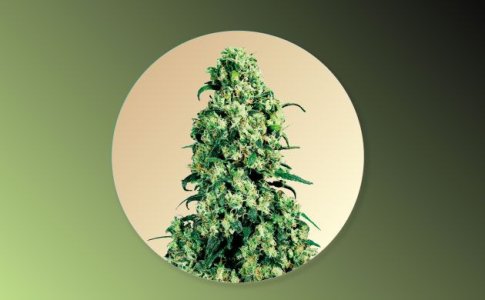 Сорт конопли Skunk 1