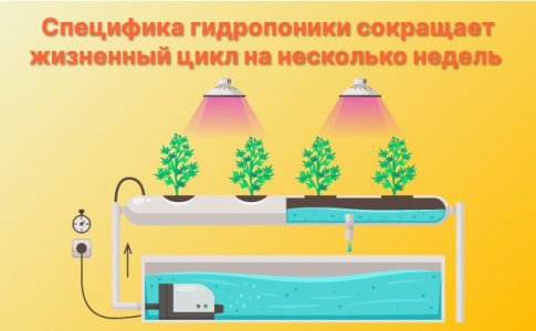 Как быстро растёт конопля в гидропонике?