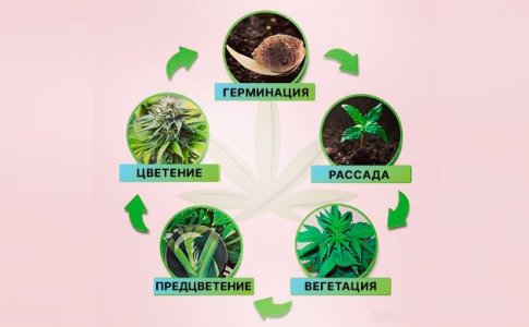 Жизненный цикл конопли