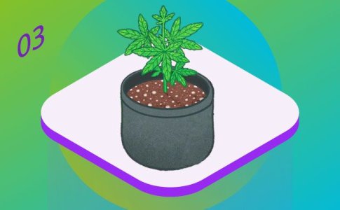 вегетация конопли