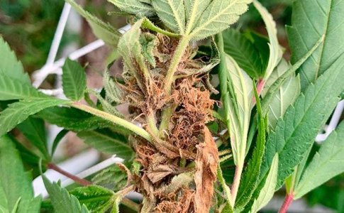 Гниение шишек конопли