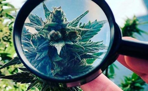 Определение и лечение мучнистой росы на конопле