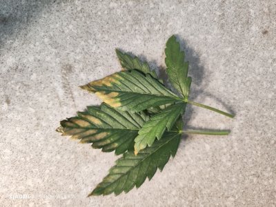 IMG_20230516_181428.jpg IMG_20230516_181428.jpg