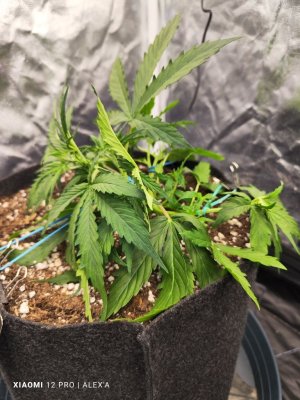 IMG_20230516_182844.jpg IMG_20230516_182844.jpg