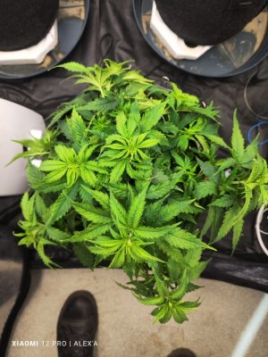 IMG_20230523_181102.jpg IMG_20230523_181102.jpg