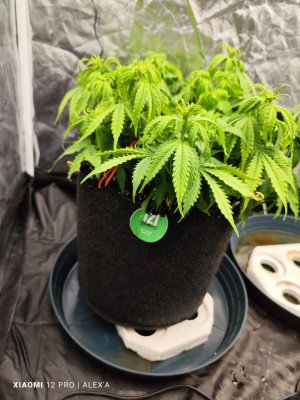 IMG_20230529_140724.jpg IMG_20230529_140724.jpg