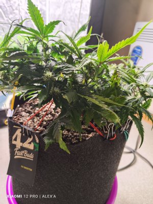 IMG_20230529_141725.jpg IMG_20230529_141725.jpg