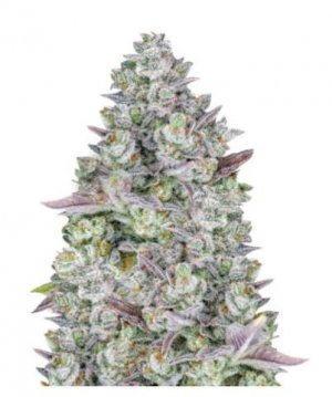 Gorilla Cookies Auto.jpg