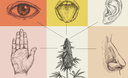 Влияние конопли на органы чувств