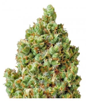 critical kush bf.jpg