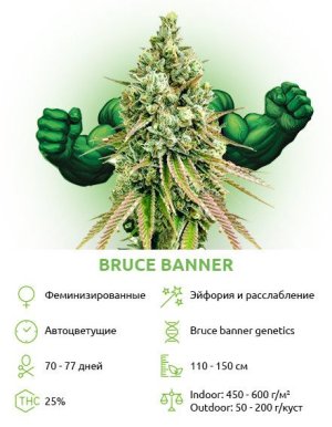 bruce-banner__7pbNqPKfEw92YdtW.jpg
