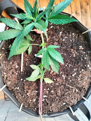 image-2023-07-22 14_30_33.jpg