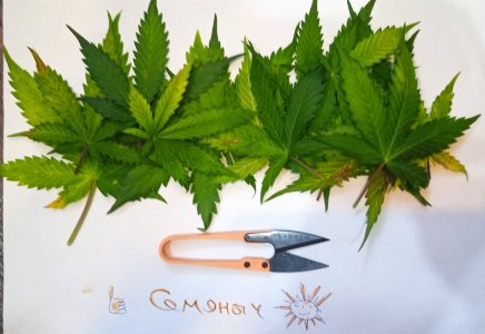 дефолиация на 50дн.jpg