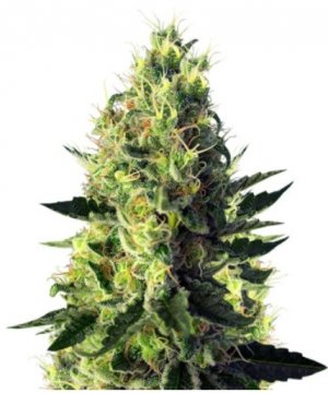 sweet pure cbd.jpg sweet pure cbd.jpg