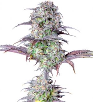 original blueberry auto.jpg