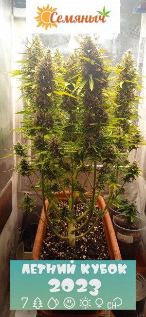 77дн_попец_вид с зади.jpg