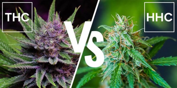 What-is-the-difference-between-HHC-and-THC.jpg