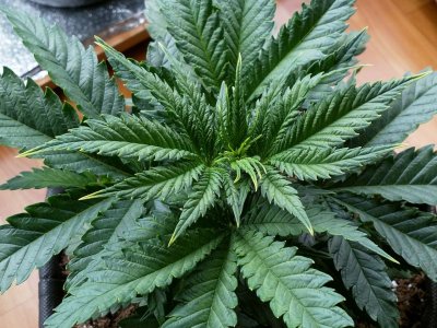 IMG_20220110_145601_615.jpg IMG_20220110_145601_615.jpg