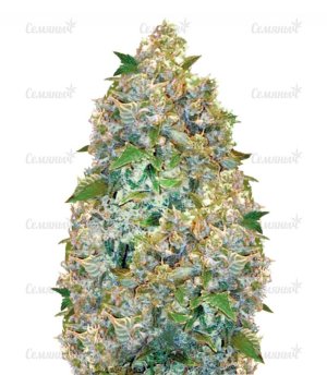 sort_Auto_Chronic_Monster_XXL_victory_seeds__dOz6Vp2RSYcvk80Q.jpg
